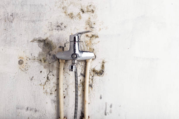 Best Home Mold Removal  in Charenton, LA