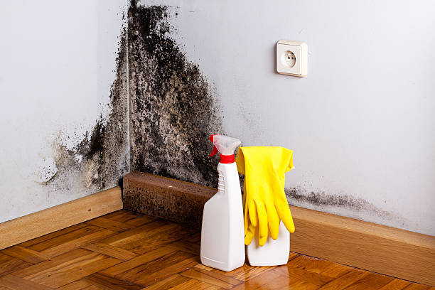 Best Attic Mold Removal  in Charenton, LA