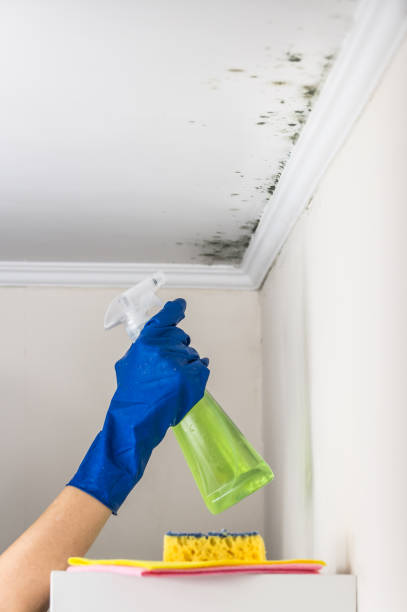 Home Mold Removal in Charenton, LA